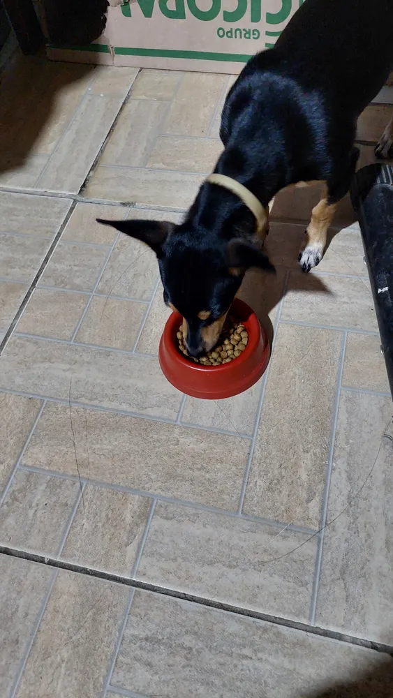 Golden Ração Seca para Cão Adulto Frango Arroz 3kg Saúde Bucal 14