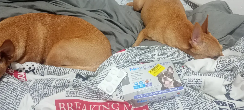 NexGard Antipulgas E Carrapatos Para Cães de 2kg a 4kg 1 Tablete Mastigável Proteção de 30 Dias 10