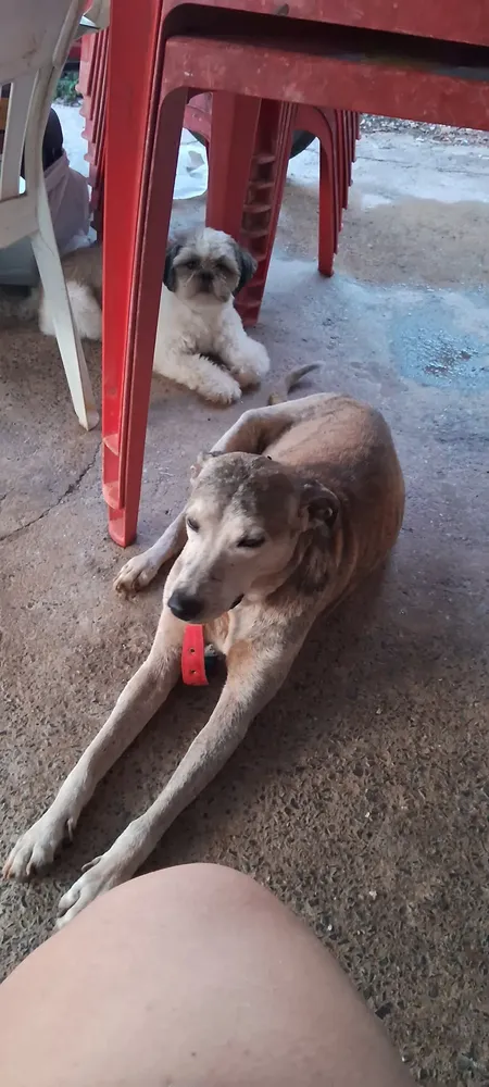 NexGard Antipulgas E Carrapatos Para Cães de 2kg a 4kg 1 Tablete Mastigável Proteção de 30 Dias 11