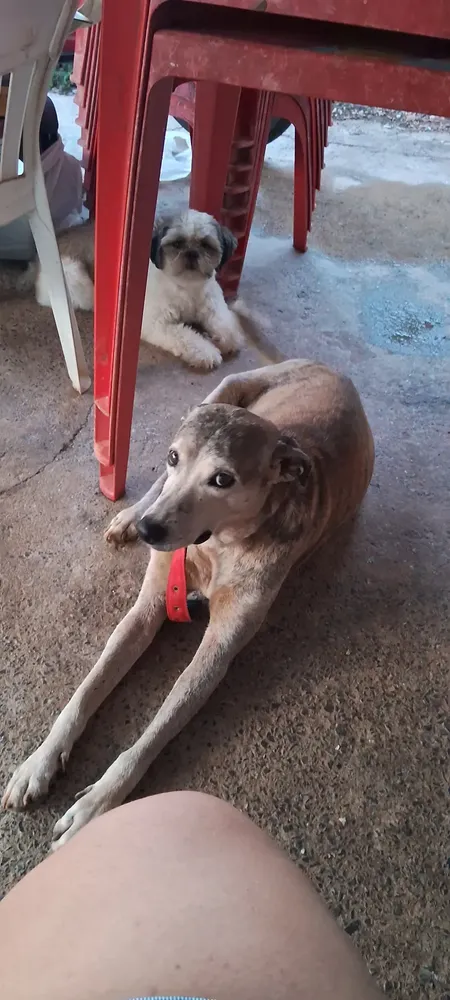 NexGard Antipulgas E Carrapatos Para Cães de 2kg a 4kg 1 Tablete Mastigável Proteção de 30 Dias 12