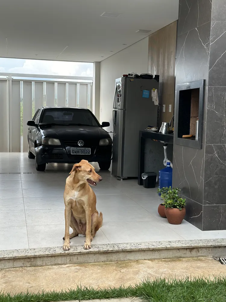 NexGard Antipulgas E Carrapatos Para Cães de 2kg a 4kg 1 Tablete Mastigável Proteção de 30 Dias 8