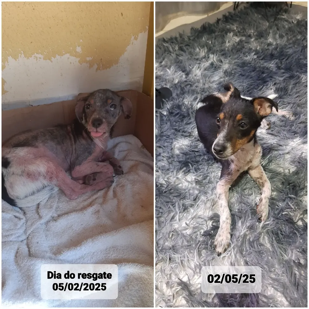 Simparic 10mg C/ 3 Comprimidos para Cães 2,6kg a 5kg Proteção Completa Antipulgas e Carrapatos 4