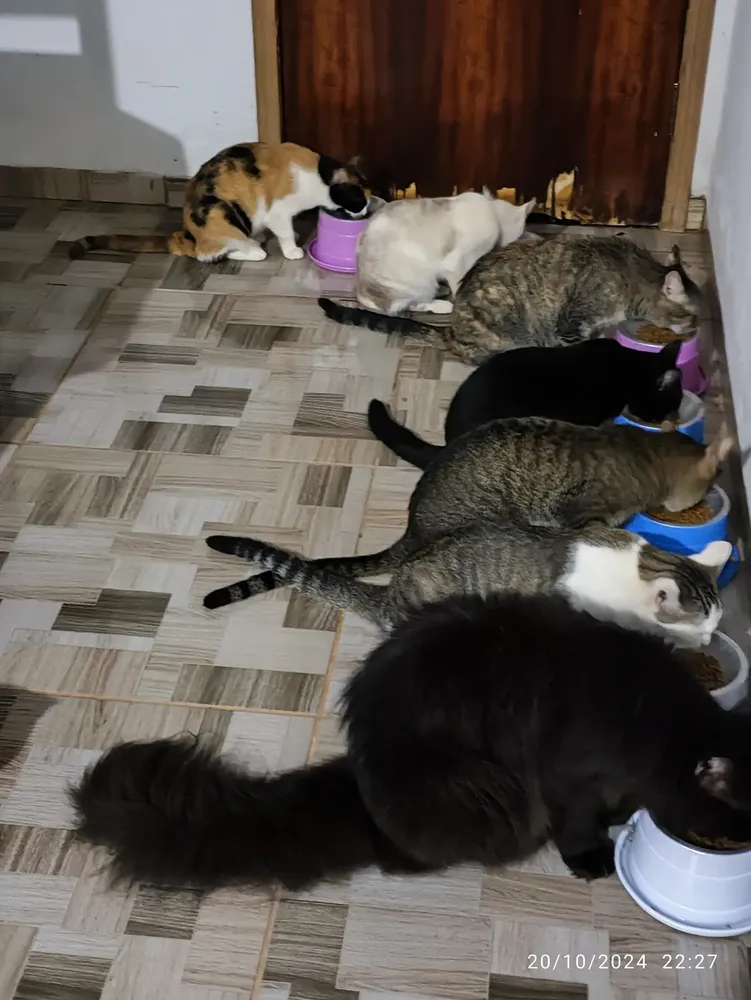 Ração Gatos Ad Cast 6 Meses A 6 Anos Frang 500 G 10