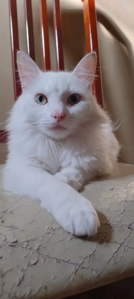 Ração Gatos Ad Cast 6 Meses A 6 Anos Frang 500 G 11