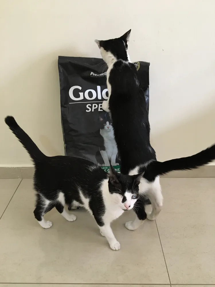 Ração Gatos Ad Cast 6 Meses A 6 Anos Frang 500 G 8